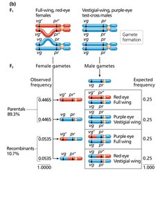 Test-cross gamete frequencies