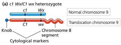 Cytological markers in corn chromosomes