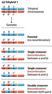 Trihybrid 1 gamete classes