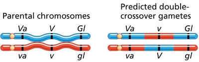 Gene order test 1
