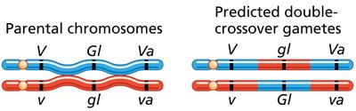 Correct gene order