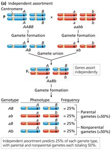 Independent assortment diagram