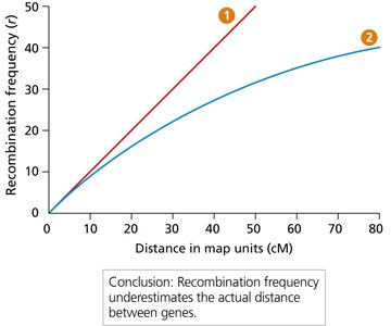 Recombination frequency vs. map distance