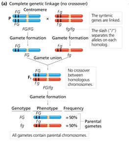 Complete genetic linkage diagram