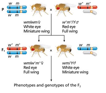 Morgan's Drosophila cross diagram