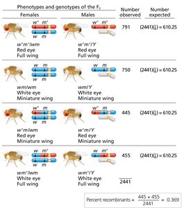 Morgan's Drosophila F2 phenotypes