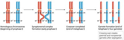 Crossing over hypothesis diagram