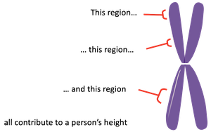 Diagram of a chromosome with three regions labeled as contributing to height