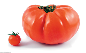 Large and small tomato illustrating phenotypic variation