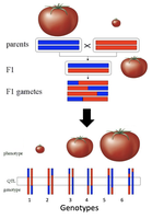 Diagram of QTL mapping cross in tomatoes showing inheritance and phenotypic variation