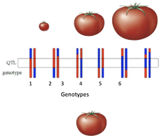 Diagram showing association of chromosome segments and fruit size using genetic markers