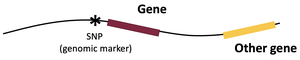 Diagram of a DNA segment showing a SNP, gene, and other gene