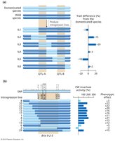 Diagram of QTL mapping using introgression lines and trait differences