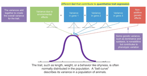 Diagram showing genetic and environmental contributions to quantitative trait variance