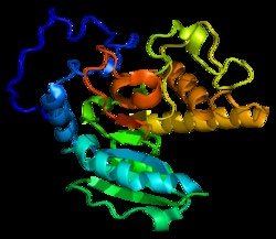 ABO blood group antigens and enzymes