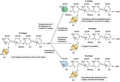 ABO blood group antigens and enzymes