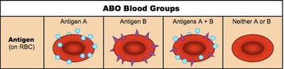 ABO blood group antigens on red blood cells