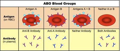 ABO blood group antibodies in plasma