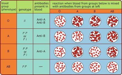 ABO blood group antibody reactions