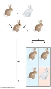 Rabbit coat color cross