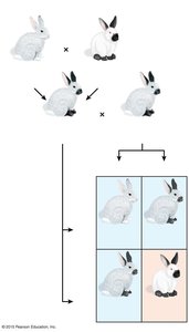 Rabbit coat color cross