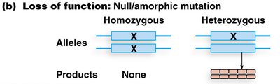 Null/amorphic mutation produces no product in homozygotes
