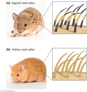 Agouti and yellow coat color in mice