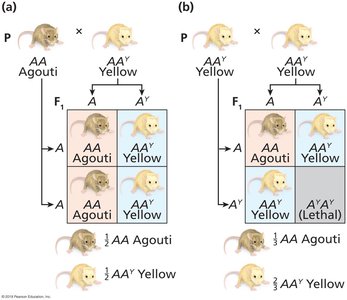 Agouti and yellow coat color cross