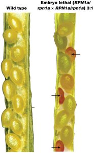 Embryo lethal allele in plants