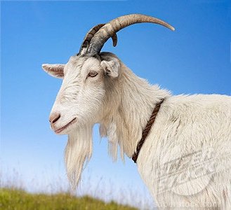 Bearded goat