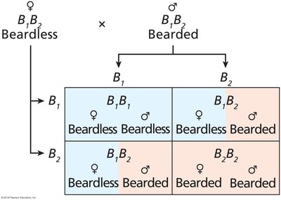Bearding inheritance in goats