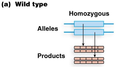 Leaky/hypomorphic mutation produces reduced product
