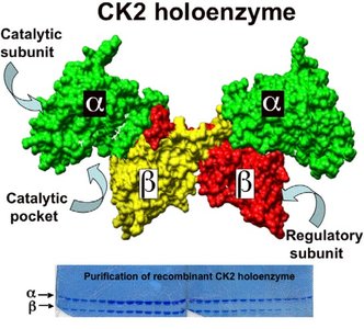CK2 holoenzyme structure showing subunit interactions