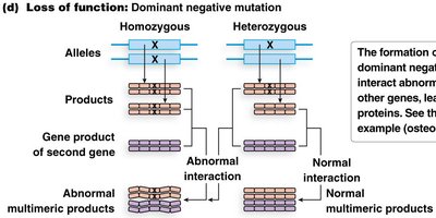 Dominant negative mutation produces abnormal multimeric products