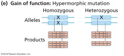 Hypermorphic mutation produces excess product