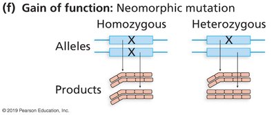 Neomorphic mutation produces novel product