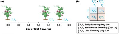Flowering time shows incomplete dominance