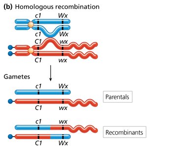 Homologous recombination diagram