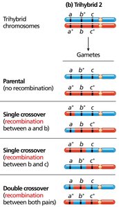 Trihybrid 2 crossover classes