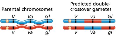 Incorrect gene order 2