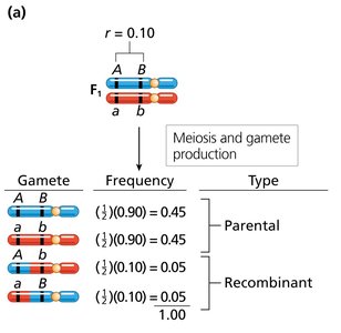Gamete frequencies for two genes