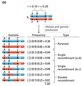 Gamete frequencies for three genes