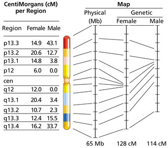 Physical vs. recombination distance on human chromosome 19