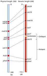 Recombination hotspots and coldspots