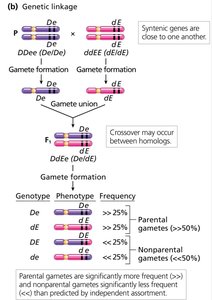 Genetic linkage diagram