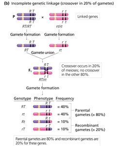 Incomplete genetic linkage (20% crossover)