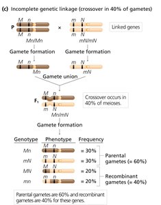 Incomplete genetic linkage (40% crossover)