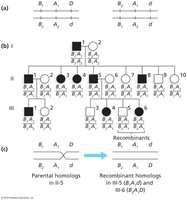 Pedigree diagram showing recombinants and parental homologs