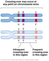 Crossing-over may occur at any point on chromosome arms