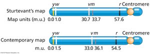 Comparison of Sturtevant's and contemporary genetic maps